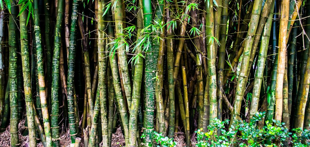 giant-bamboo-massimo-somaschini-agronomist