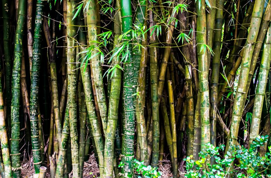 Le radici di una passione per il Bambù Gigante