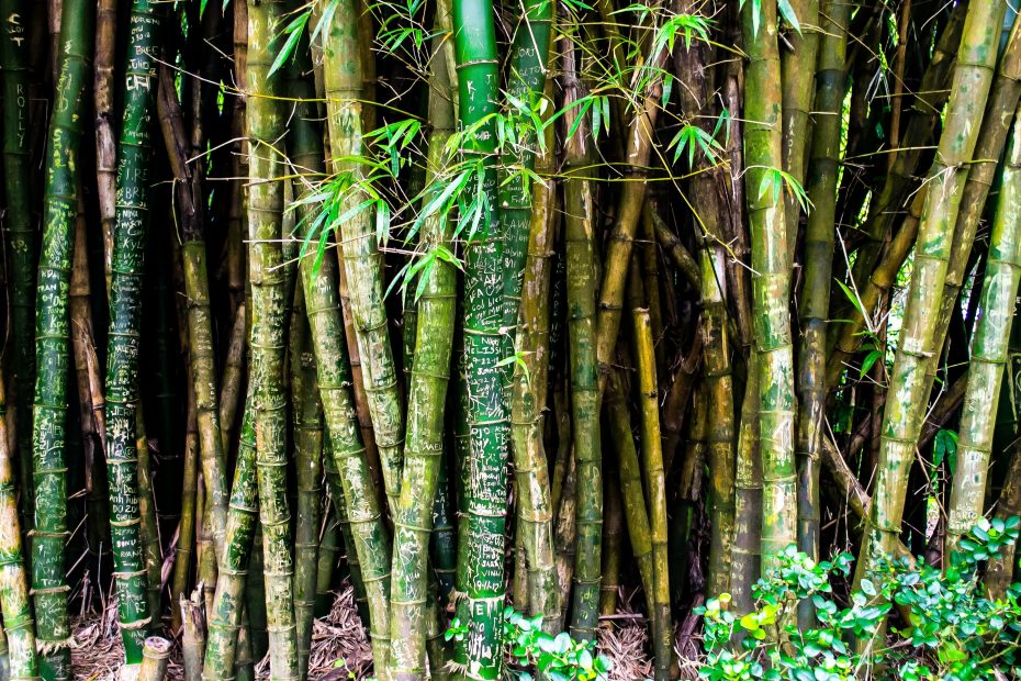 le-origini-della-passione-per-il-bambu-gigante