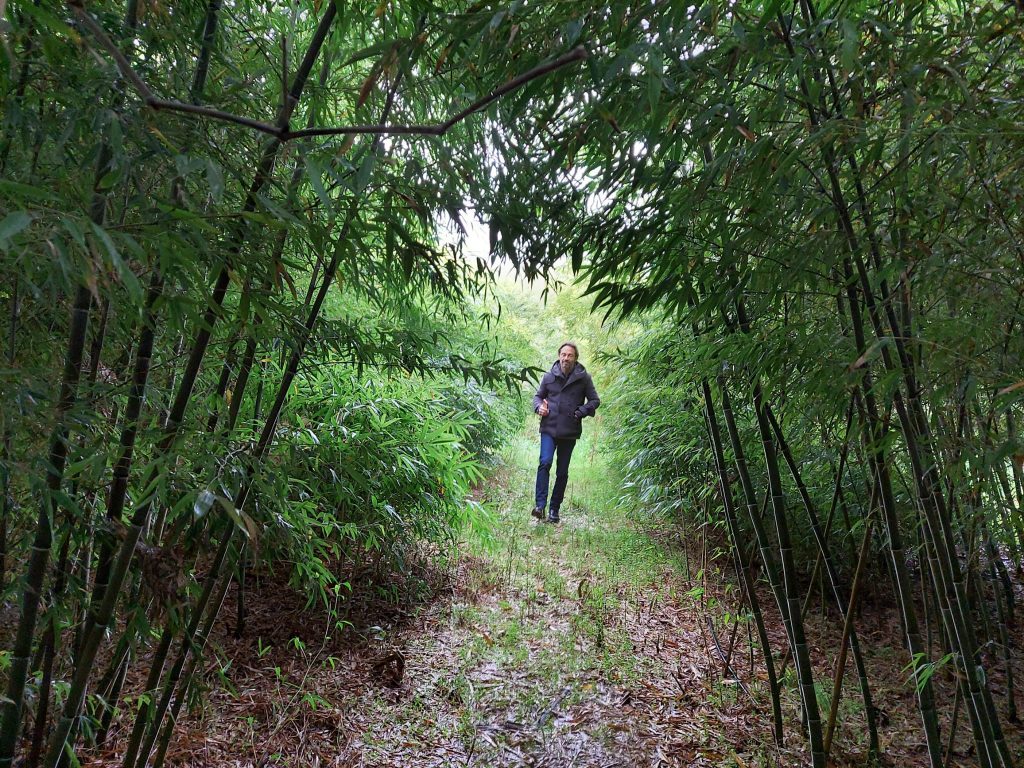 camminare nel bambù