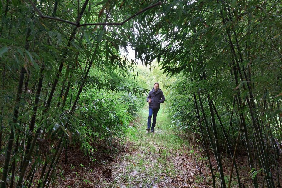 camminare nel bambù